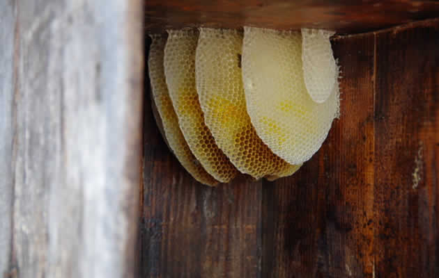 ミツバチの巣[鳥取県ミツバチ駆除サービス]